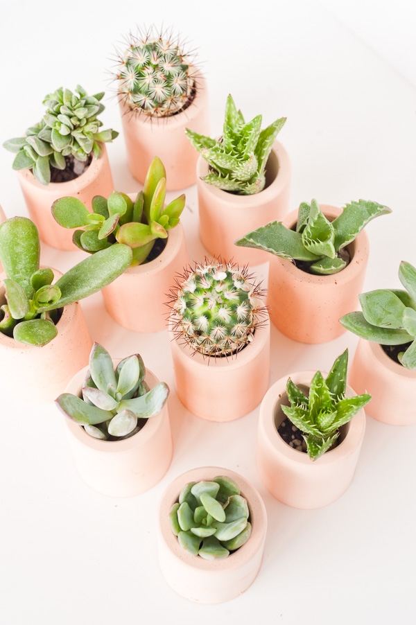 mini-pink-plaster-planters-diy-tutorial-1
